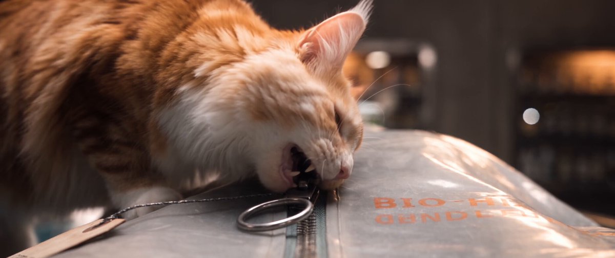 Jonesy the orange-and-cream cat biting a specimen bag